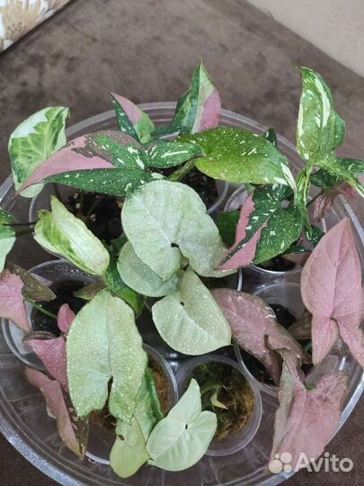 Сингониумы