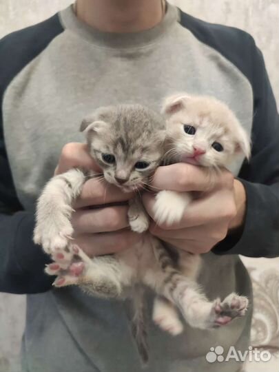 Шотландские вислоухие котята