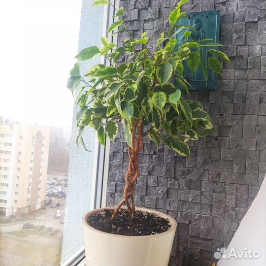 Фикус бенджамина Голден Кинг