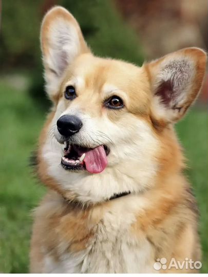 Выгул собак