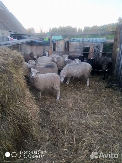 Овцы бараны