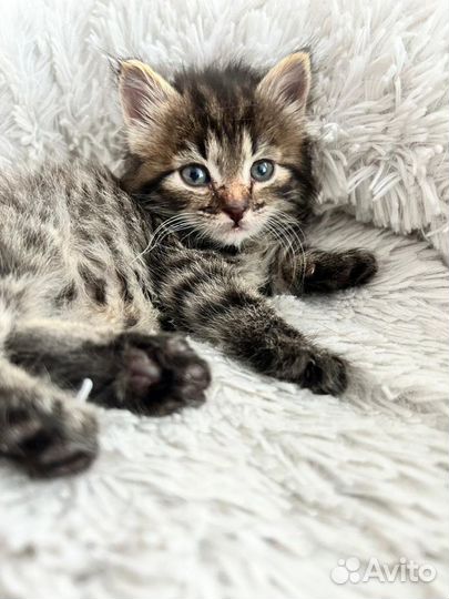 Котенька девочка