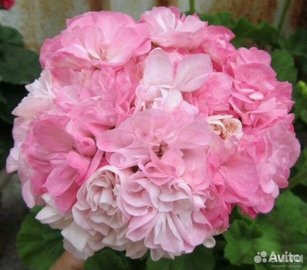 Пеларгония Dovepoint в цвету