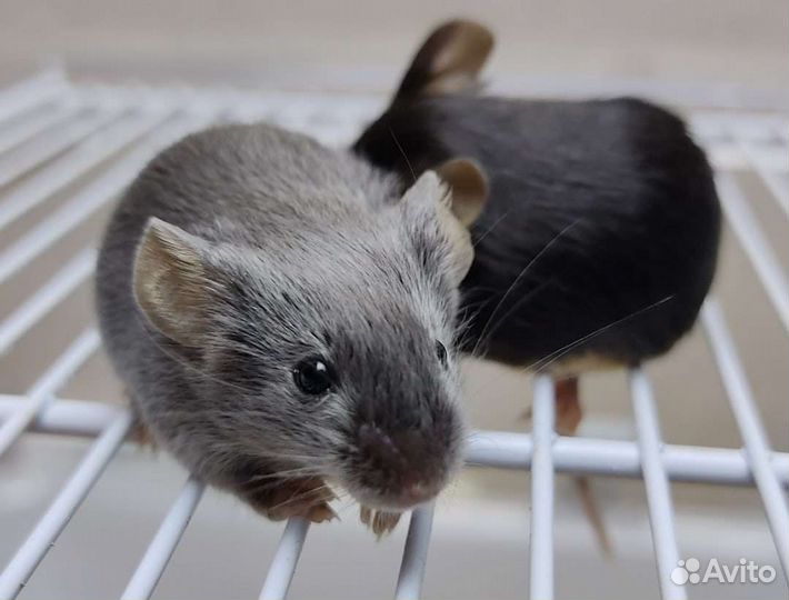 Мышата декоративные