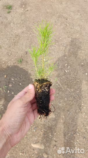 Сеянцы сосны обыкновенной (зкс)