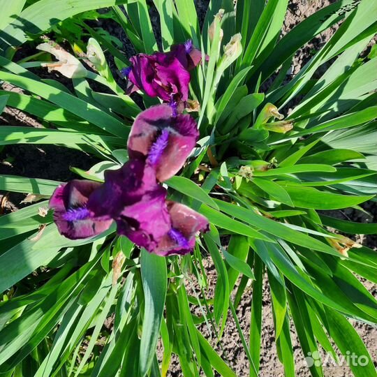 Много растений для сада