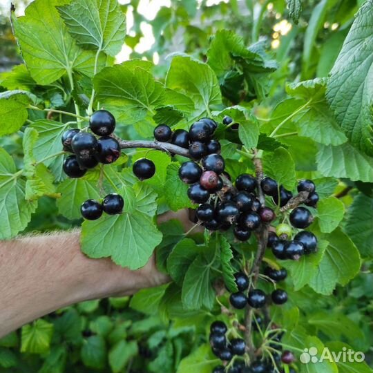 Смородина саженцы