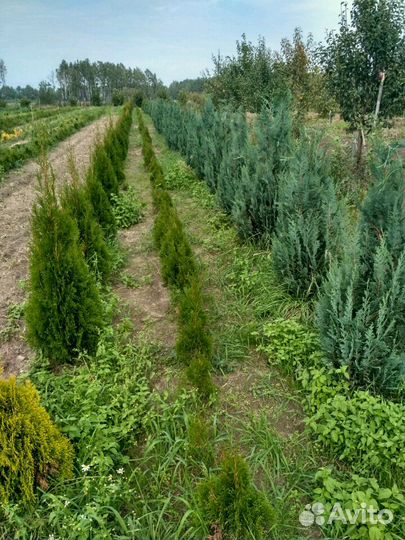 Туи Можевельник Кипарис Ель Голубая