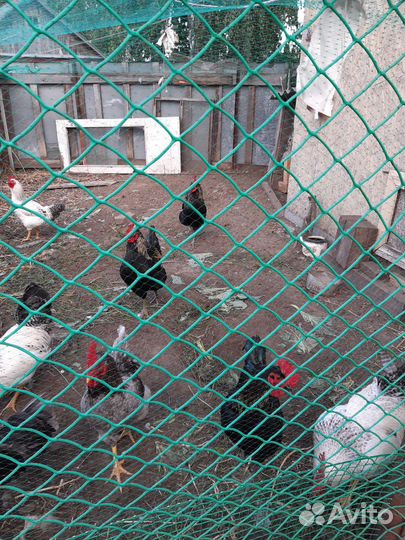 Продажа петухов