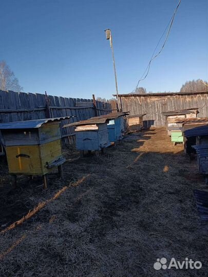 Пчелы. Продаю пчелосемьи с ульями