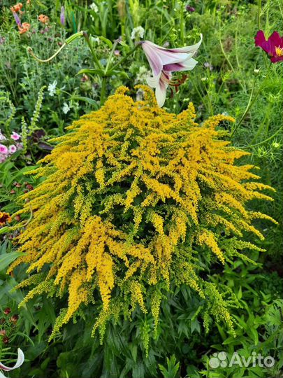 Цветы многолетние