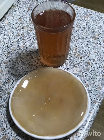 Чайный гриб(комбуча)