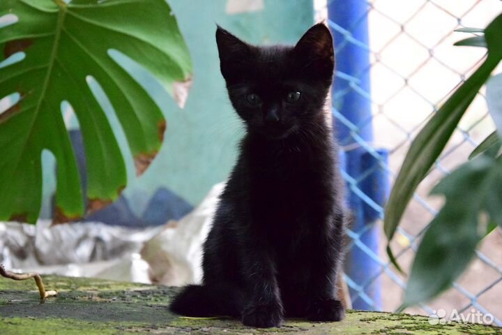 Черный котенок