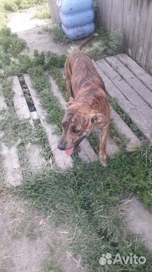 Щенок Питбуль