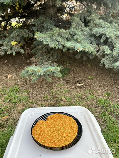 Пыльца с личной пасеки