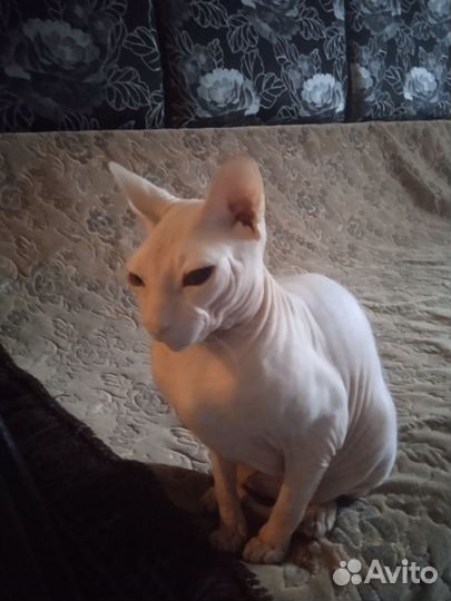 Донской сфинкс