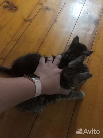 Кошка в дар бесплатно