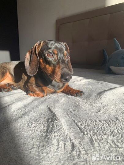 Вязка карликовая такса