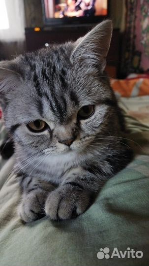 Шотландский котёнок