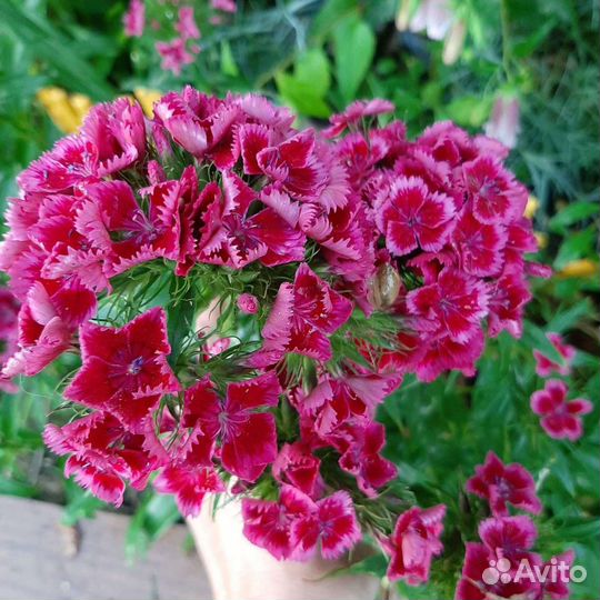 Лилейники,Очиток, многолетние цветы