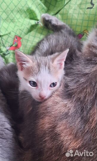 Отдам котёнка в добрые руки