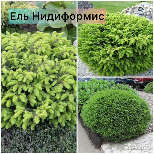 Ель Нидиформис, Литл Джем