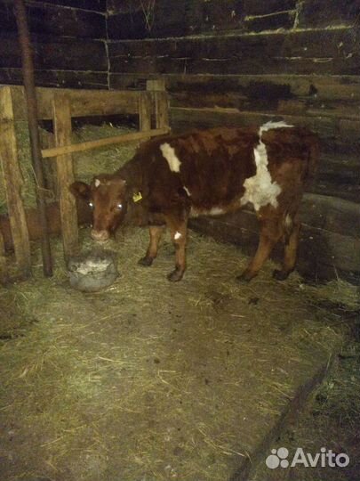 Продается телочка