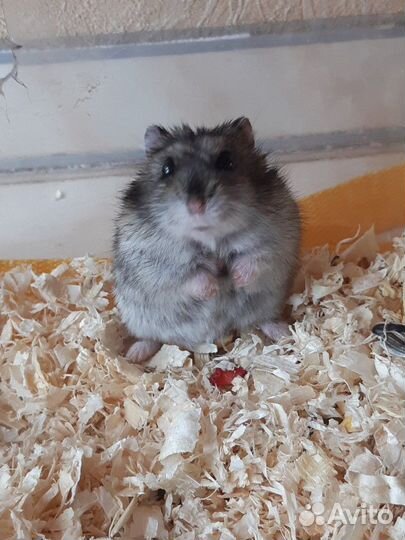 Передержка