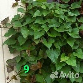 Ипомея батат декоративнолистная