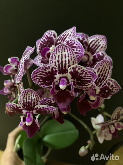 Орхидея фаленопсис мультифлора