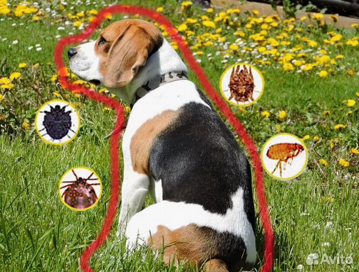 Обработка собак от клещей (весом 4- 10 кг)