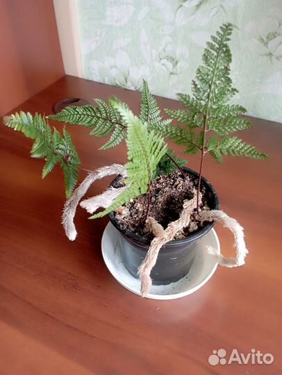 Папоротник давалия