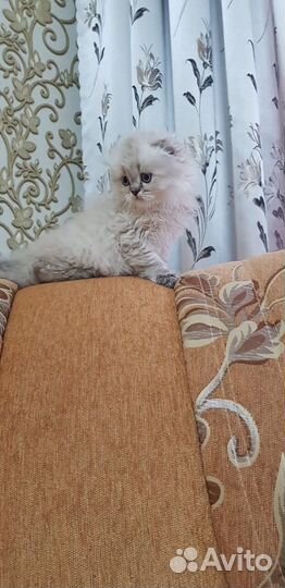 Хайленд фолды, хайленд страйты