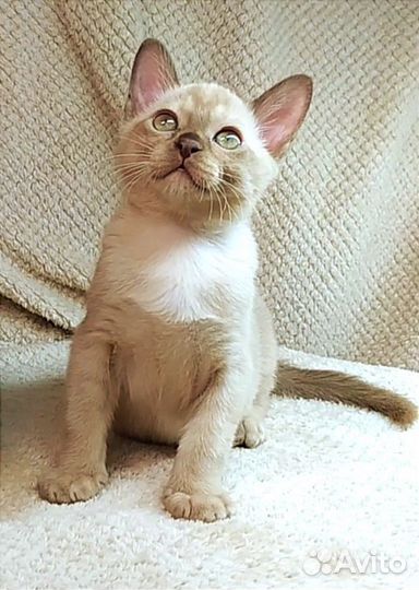 Европейская бурма