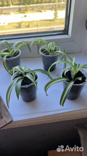 Хлорофитум кудрявый