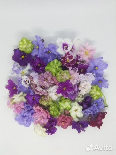 Сортовые фиалки