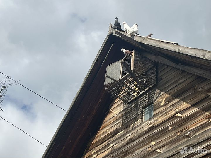 Продам голубей