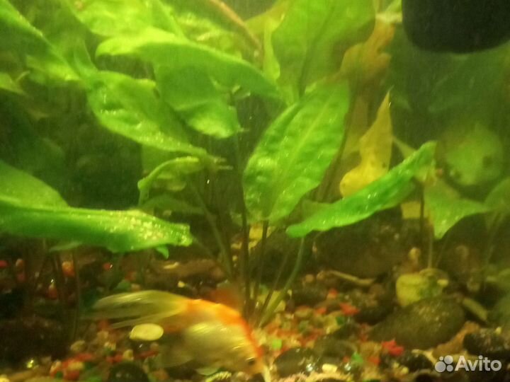 Трава в аквариум