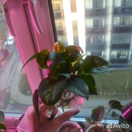 Продажа черенков и растений