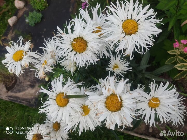 Многолетники для сада (часть1)