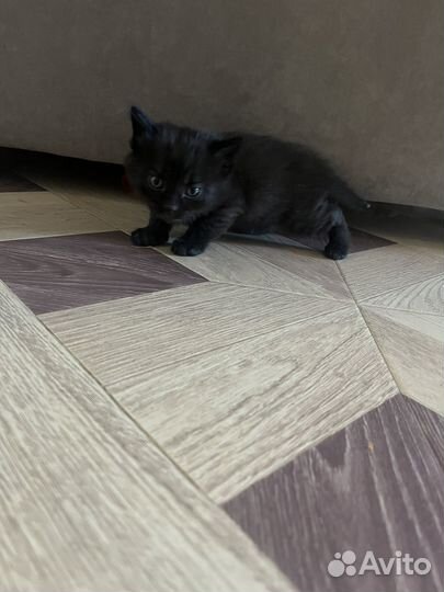 Котята от обычной кошки