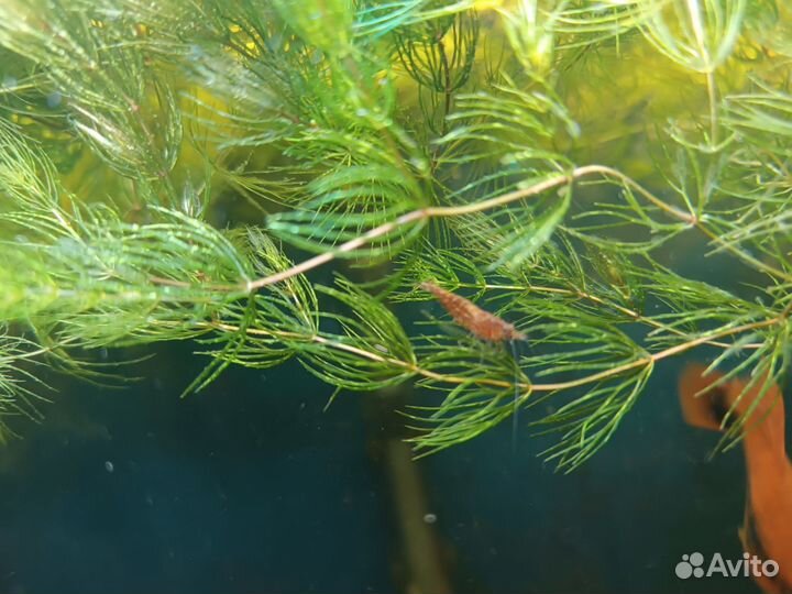 Роголистник