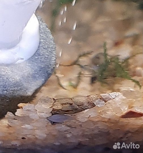 Гуппи Эндлера, креветки, улитки, роголистник