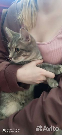 Котик ищет дом