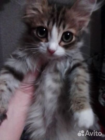 Котенок (мальчик) в добрые руки