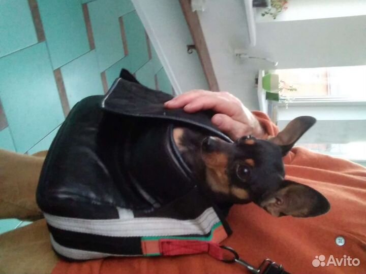 Одежда для маленьких собак