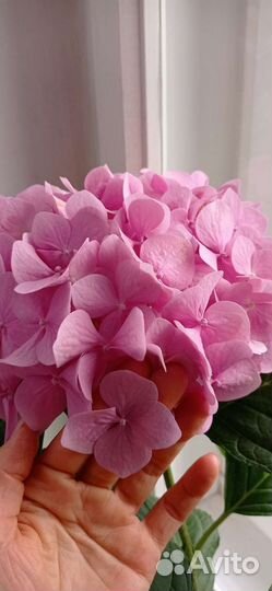 Гортензия крупнолистная