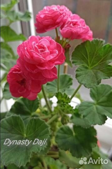 Пеларгония