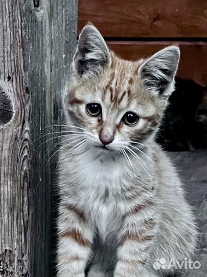 Европейская кошка