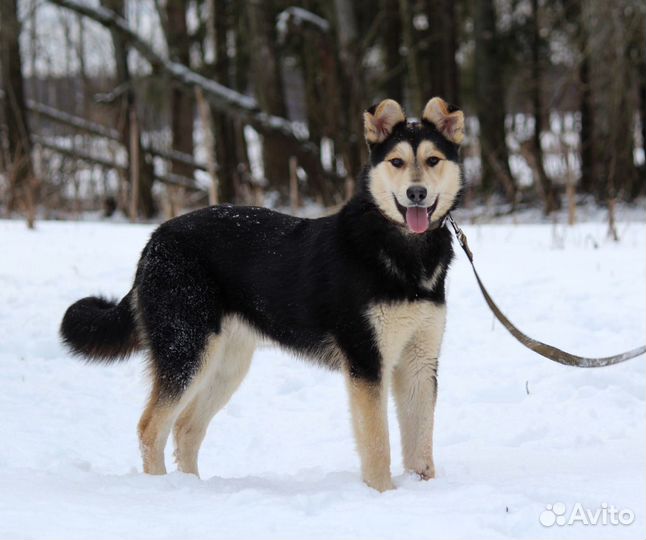 Хурма. Собака из приюта в добрые руки
